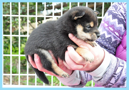 豆柴　黒　オス　子犬販売の専門店　AngelWan　横浜