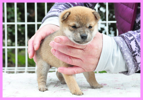 豆柴　赤　メス　子犬販売の専門店　AngelWan　横浜