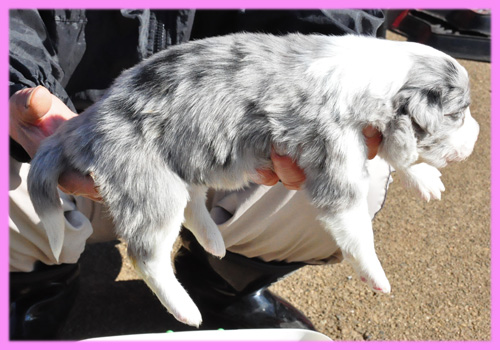 ボーダーコリー　ブルーマール　メス　子犬販売専門店　AngelWan　横浜