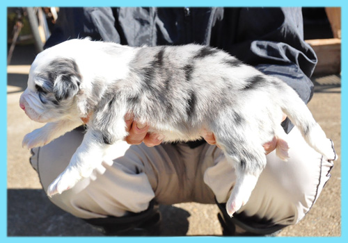 ボーダーコリー　ブルーマール　オス　子犬販売専門店　AngelWan　横浜