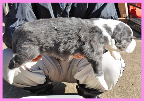 ボーダーコリー　ブルー＆ホワイト　メス　子犬販売の専門店　AngelWan　横浜