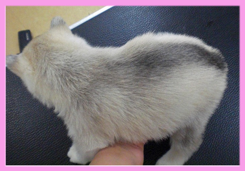 シベリアンハスキー　シルバー＆ホワイト　メス　子犬販売の専門店　AngelWan　横浜