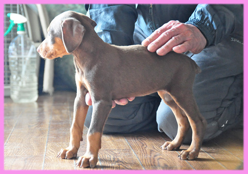 ドーベルマン チョコレートタン メス 子犬販売の専門店 AngelWan 横浜