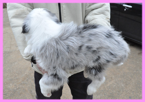 ボーダーコリー　ブルーマール　メス　子犬販売の専門店　AngelWan　横浜