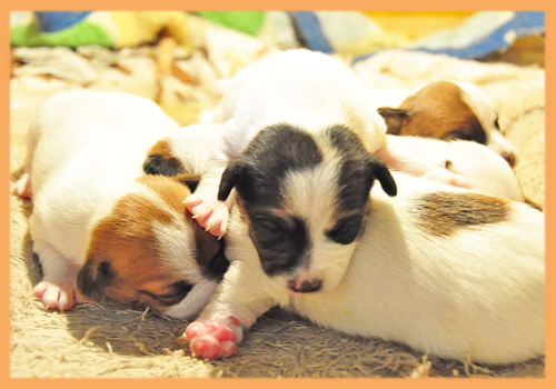 ジャックラッセルテリア　子犬販売の専門店　AngelWan　横浜