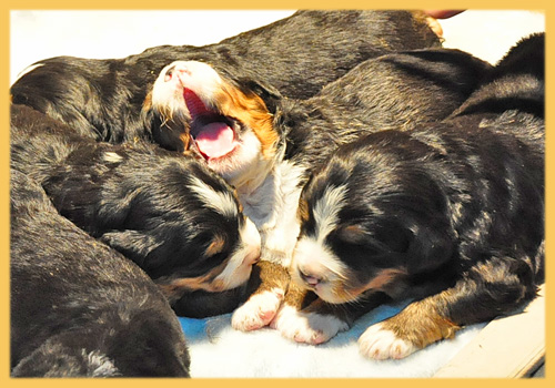 バーニーズマウンテンドッグ　子犬販売の専門店　AngelWan　横浜