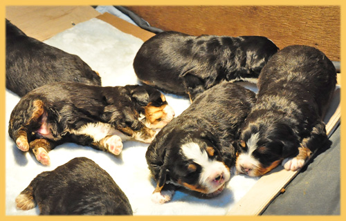 バーニーズマウンテンドッグ　子犬販売の専門店　AngelWan　横浜