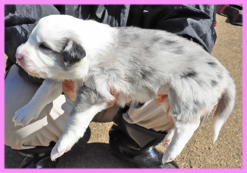 ボーダーコリー　ブルーマール　メス　子犬販売専門店　AngelWan　横浜