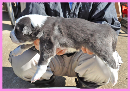 ボーダーコリー　ブルー＆ホワイト　メス　子犬販売の専門店　AngelWan　横浜