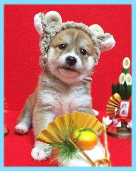 豆柴　赤　オス　子犬販売の専門店　AngelWan　横浜