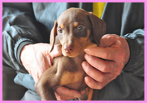 ドーベルマン チョコレートタン メス 子犬販売の専門店 AngelWan 横浜