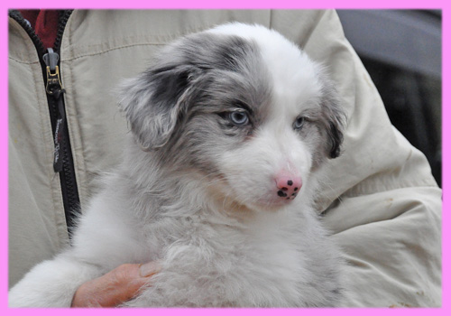 ボーダーコリー　ブルーマール　メス　子犬販売の専門店　AngelWan　横浜