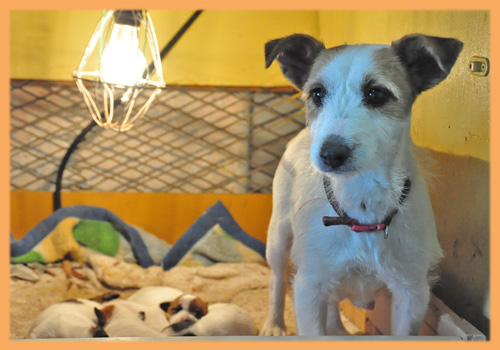 ジャックラッセルテリア　子犬販売の専門店　AngelWan　横浜