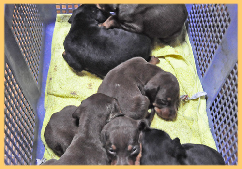 ドーベルマン 子犬販売の専門店 AngelWan 横浜