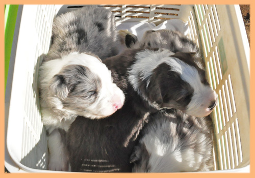 ボーダーコリー　子犬販売の専門店　AngelWan　横浜