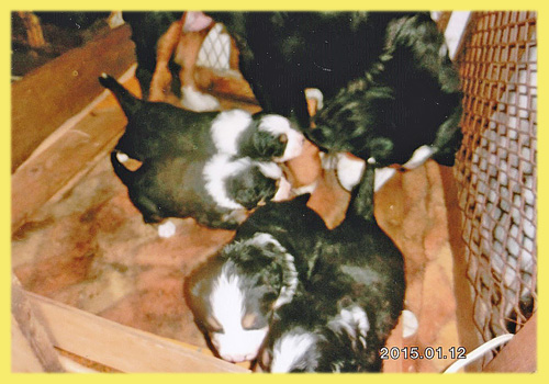 バーニーズマウンテンドッグ　子犬販売の専門店　AngelWan　横浜