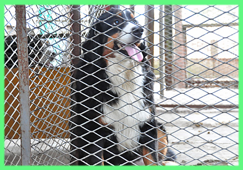 バーニーズマウンテンドッグ　母犬　子犬販売の専門店　AngelWan　横浜