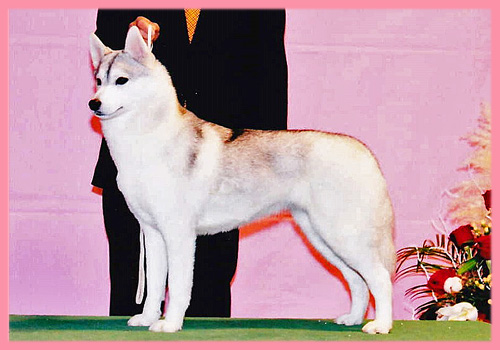 シベリアンハスキー　シルバー＆ホワイト　母犬　子犬販売の専門店　AngelWan　横浜