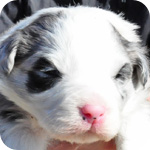 ボーダーコリー　ブルーマール　オス　子犬販売専門店　AngelWan　横浜