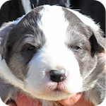 ボーダーコリー　ブルー＆ホワイト　メス　子犬販売の専門店　AngelWan　横浜