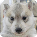 シベリアンハスキー シルバー&ホワイト メス 子犬販売の専門店 AngelWan 横浜