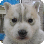シベリアンハスキー　シルバー＆ホワイト　メス　子犬販売の専門店　AngelWan　横浜