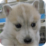 シベリアンハスキー シルバー&ホワイト メス 子犬販売の専門店 AngelWan 横浜