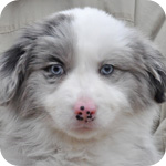 ボーダーコリー　ブルーマール　メス　子犬販売の専門店　AngelWan　横浜