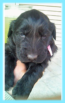 フラットコーテッドレトリバー　ブラック　オス　子犬販売の専門店　AngelWan　横浜
