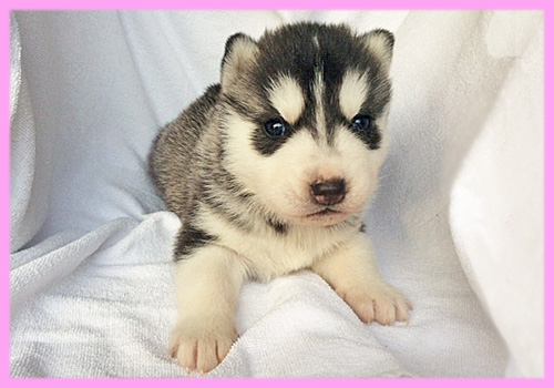 シベリアンハスキー　ブラック＆ホワイト　メス　子犬販売の専門店　AngelWan　横浜