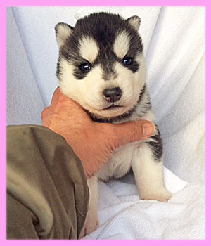 シベリアンハスキー　ブラック＆ホワイト　メス　子犬販売の専門店　AngelWan　横浜