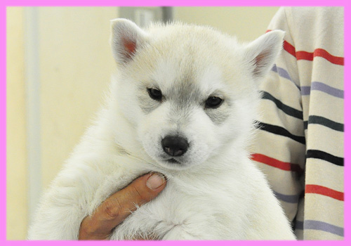 シベリアンハスキー　シルバー＆ホワイト　メス　子犬販売の専門店　AngelWan　横浜