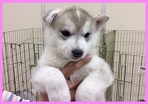 シベリアンハスキー シルバー&ホワイト メス 子犬販売の専門店 AngelWan 横浜