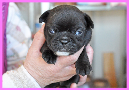 フレンチブルドッグ ダークブリンドル メス 子犬販売の専門店 AngelWan 横浜