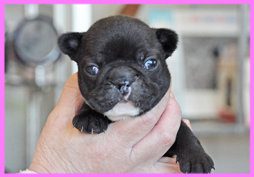 フレンチブルドッグ ダークブリンドル メス 子犬販売の専門店 AngelWan 横浜
