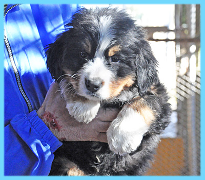 バーニーズマウンテンドッグ　オス　子犬販売の専門店　AngelWan　横浜