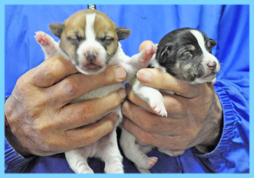 ジャックラッセルテリア　オス　子犬販売の専門店　AngelWan　横浜