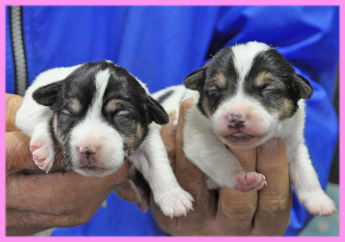 ジャックラッセルテリア　メス　子犬販売の専門店　AngelWan　横浜