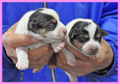 ジャックラッセルテリア　メス　子犬販売の専門店　AngelWan　横浜
