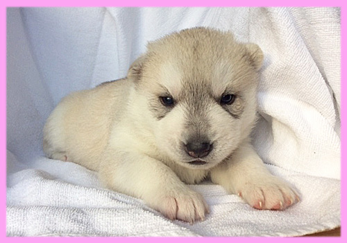 シベリアンハスキー　シルバー＆ホワイト　メス　子犬販売の専門店　AngelWan　横浜