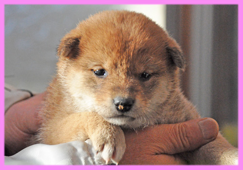 柴犬 赤 メス 子犬販売の専門店 AngelWan 横浜