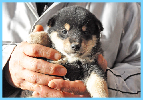 柴犬 黒 オス 子犬販売の専門店 AngelWan 横浜