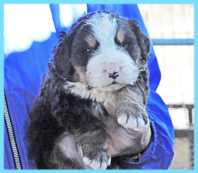 バーニーズマウンテンドッグ　オス　子犬販売の専門店　AngelWan　横浜