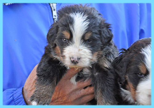 バーニーズマウンテンドッグ　オス　子犬販売の専門店　AngelWan　横浜