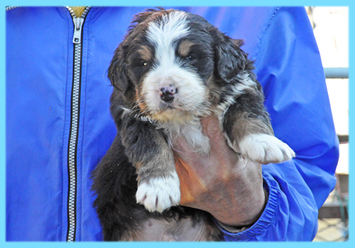 バーニーズマウンテンドッグ　オス　子犬販売の専門店　AngelWan　横浜