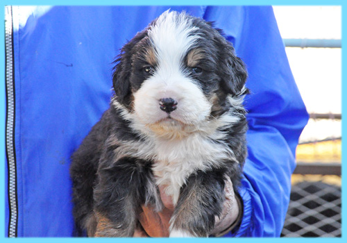 バーニーズマウンテンドッグ　オス　子犬販売の専門店　AngelWan　横浜