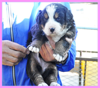バーニーズマウンテンドッグ　メス　子犬販売の専門店　AngelWan　横浜