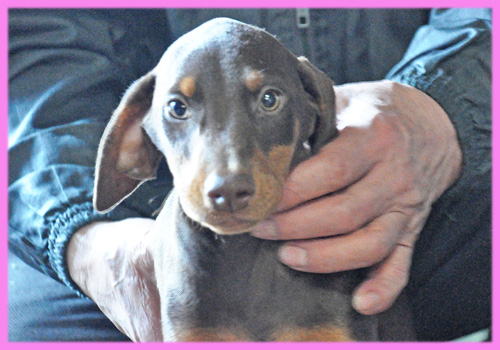 ドーベルマン メス 子犬販売の専門店 AngelWan 横浜