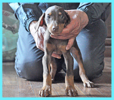 ドーベルマン　オス　子犬販売の専門店　AngelWan　横浜