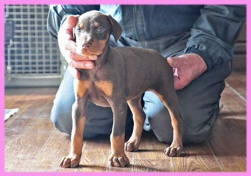 ドーベルマン チョコレートタン メス 子犬販売の専門店 AngelWan 横浜
